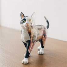 Load image into Gallery viewer, Animal Organ Anatomy Model 4D Cat Intelligence Assembling Toy Teaching Anatomy Model DIY Popular Science Appliances