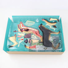 Load image into Gallery viewer, Animal Organ Anatomy Model 4D Dog Intelligence Assembling Toy Teaching Anatomy Model DIY Popular Science Appliances