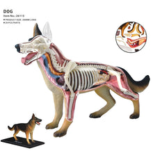 Load image into Gallery viewer, Animal Organ Anatomy Model 4D Dog Intelligence Assembling Toy Teaching Anatomy Model DIY Popular Science Appliances
