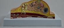 Load image into Gallery viewer, Breast Disease Breast Anatomy Model Human Body Model Anatomical Human Pathological Breast Model Medical Disease & Cancer Anatomy