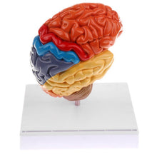 Load image into Gallery viewer, Cerebral Anatomical Brain Model Anatomy 1:1 Half Brain Brainstem Medical Teaching School Lab Supplies