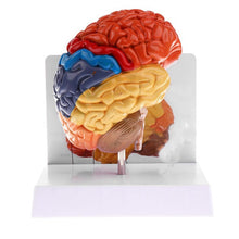 Load image into Gallery viewer, Cerebral Anatomical Brain Model Anatomy 1:1 Half Brain Brainstem Medical Teaching School Lab Supplies