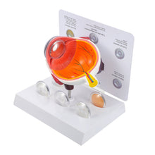 Load image into Gallery viewer, Cornea Eyeball Model Human Eye Model Human Eye Demonstration Teaching Prop Cataract Anatomy Medical Teaching Model