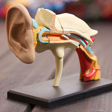Load image into Gallery viewer, Dental lab Dentist 4D ear human skeleton anatomical model Anatomy model skeleton 3d puzzle educational toys