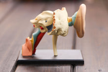 Load image into Gallery viewer, Dental lab Dentist 4D ear human skeleton anatomical model Anatomy model skeleton 3d puzzle educational toys