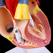 Load image into Gallery viewer, Disassembled Anatomical Human Heart Model Anatomy Teaching Tool 77HA