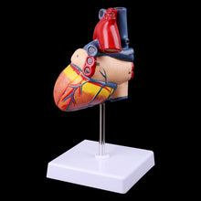 Load image into Gallery viewer, Disassembled Anatomical Human Heart Model Anatomy Teaching Tool 77HA