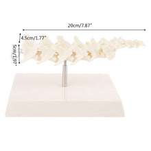 Load image into Gallery viewer, Dog Canine Lumbar Vertebrae with Coccyx Model Aid Teaching Anatomy Display Study Research