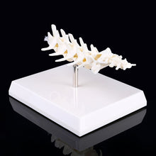 Load image into Gallery viewer, Dog Canine Lumbar Vertebrae with Coccyx Model Aid Teaching Anatomy Display Study Research