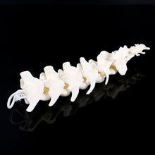 Load image into Gallery viewer, Dog Canine Lumbar Vertebrae with Coccyx Model Aid Teaching Anatomy Display Study Research