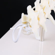 Load image into Gallery viewer, Dog Canine Lumbar Vertebrae with Coccyx Model Aid Teaching Anatomy Display Study Research