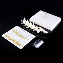 Load image into Gallery viewer, Dog Canine Lumbar Vertebrae with Coccyx Model Aid Teaching Anatomy Display Study Research