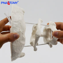 Load image into Gallery viewer, Enlarged Detachable Human Cervical Vertebra Atlas and Axis Bone Spine Anatomical Model Medical Equipment Teaching Tool Skeleton
