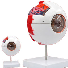 Load image into Gallery viewer, Eyeball Model Anatomical Eyeball Model Medical Learning Aid Teaching Instrument 6X Enlarged Human Eye Anatomical Model