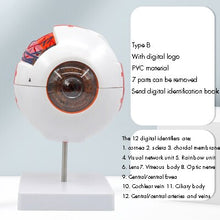 Load image into Gallery viewer, Eyeball Model Anatomical Eyeball Model Medical Learning Aid Teaching Instrument 6X Enlarged Human Eye Anatomical Model