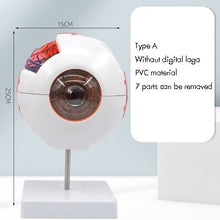 Load image into Gallery viewer, Eyeball Model Anatomical Eyeball Model Medical Learning Aid Teaching Instrument 6X Enlarged Human Eye Anatomical Model
