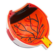 Load image into Gallery viewer, Eyeball Model Anatomical Eyeball Model Medical Learning Aid Teaching Instrument 6X Enlarged Human Eye Anatomical Model