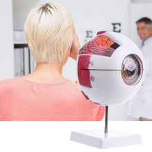 Load image into Gallery viewer, Eyeball Model Anatomical Eyeball Model Medical Learning Aid Teaching Instrument