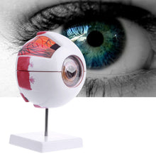 Load image into Gallery viewer, Eyeball Model Anatomical Eyeball Model Medical Learning Aid Teaching Instrument