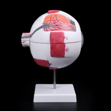Load image into Gallery viewer, Eyeball Model Anatomical Eyeball Model Medical Learning Aid Teaching Instrument