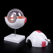 Load image into Gallery viewer, Eyeball Model Anatomical Eyeball Model Medical Learning Aid Teaching Instrument