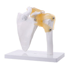 Load image into Gallery viewer, Human anatomy skeleton shoulder joint skeletal muscle model teaching research tool model