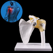 Load image into Gallery viewer, Human anatomy skeleton shoulder joint skeletal muscle model teaching research tool model