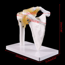 Load image into Gallery viewer, Human anatomy skeleton shoulder joint skeletal muscle model teaching research tool model