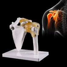Load image into Gallery viewer, Human anatomy skeleton shoulder joint skeletal muscle model teaching research tool model