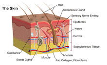 Load image into Gallery viewer, Human Skin Enlarged Hair Layer Structure Anatomical Model skull 35times layout face Skin pele anatomia facial anatomy models