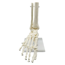 Load image into Gallery viewer, 1:1 Lifesize Human Foot Skeleton Anatomy Model Medical Science Teaching Resources Dropshipping