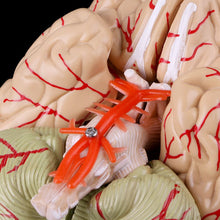 Load image into Gallery viewer, Medical props model Free postage Disassembled Anatomical Human Brain Model Anatomy Medical Teaching Tool