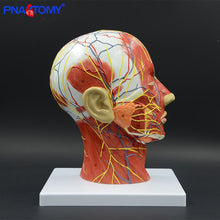 Load image into Gallery viewer, Human Head with Muscle and Nerve Blood Vessel Brain Anatomy Oral Cavity Throat Anatomical Model Skull Face Muscle Life Size