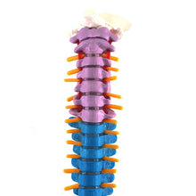 Load image into Gallery viewer, 45cm Human Spine with Pelvic Anatomy Model Medical Science Teaching Resources Dropshipping