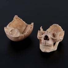 Load image into Gallery viewer, 15pcs/set 4D Disassembled Skull Anatomical Model Detachable Medical Teaching Tool
