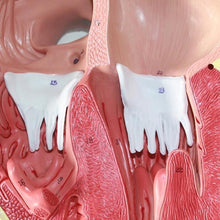 Load image into Gallery viewer, Anatomical Human Heart Anatomy Teaching Model Medical Science Viscera Medical Organ Model Teaching Resources with Stand