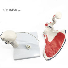 Load image into Gallery viewer, Human Shoulder Joint Anatomy Model Medical Science Teaching Resources Dropshipping