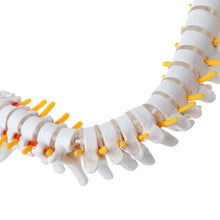 Load image into Gallery viewer, 45cm Flexible Human Spinal Column Vertebral Lumbar Curve Anatomical Model Anatomy Spine Medical Teaching Tool