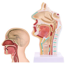 Load image into Gallery viewer, Medical props model Free postage Human Anatomical Nasal Cavity Throat Anatomy Medical Model Teaching Tool