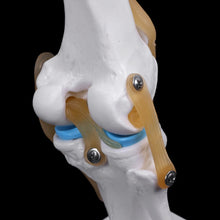 Load image into Gallery viewer, Medical props model Human Anatomical Knee Joint Flexible Skeleton Model Medical Learning Aid Anatomy