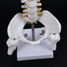Load image into Gallery viewer, Medical props model 45cm Human Anatomical Spine with Pelvic Flexible Model Medical Learn Aid Anatomy