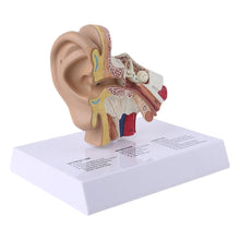 Load image into Gallery viewer, 1.5 Times Life Size Human Ear Model Scientific Anatomy Teaching Supplies Anatomical Study Display Professional