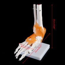 Load image into Gallery viewer, 1: 1 Human Skeleton Human Model Joint Medical Anatomy Ankle Ligament Anatomically Teaching Resource Tool