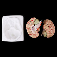 Load image into Gallery viewer, Medical props model Free postage Disassembled Anatomical Human Brain Model Anatomy Medical Teaching Tool