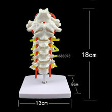 Load image into Gallery viewer, Human Anatomical Model Cervical Vertebra Model Cervical Spine with Neck Artery Occipital Bone Disc and Nerve Model 18 x 13 x 8cm