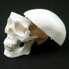 Load image into Gallery viewer, Human Anatomical Model Medicine Skull Human Anatomical Anatomy Head Studying Anatomy Teaching Supplies Skull Model