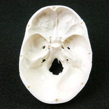 Load image into Gallery viewer, Human Anatomical Model Medicine Skull Human Anatomical Anatomy Head Studying Anatomy Teaching Supplies Skull Model