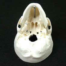 Load image into Gallery viewer, Human Anatomical Model Medicine Skull Human Anatomical Anatomy Head Studying Anatomy Teaching Supplies Skull Model