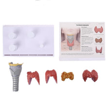 Load image into Gallery viewer, Human Anatomical Thyroid Gland Model Pathology Anatomy Digestive System Display Study Teaching Tool Halloween