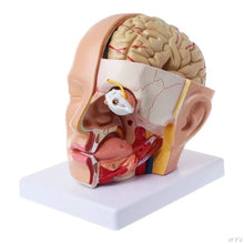 Load image into Gallery viewer, Human Anatomy Head Skull Brain Cerebral Artery Anatomical Model For Teaching material escolar